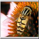 Helophilus trivittatus - Grosse Sumpfschwebfliege 05.jpg